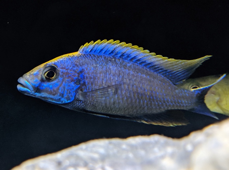 Otopharynx lithobates 'Zimbawe Rock'